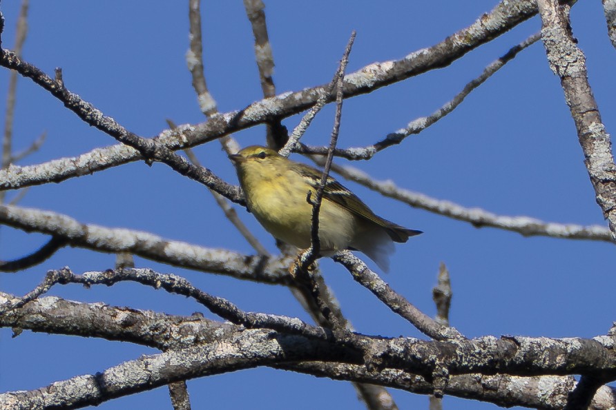 Paruline rayée - ML642615241