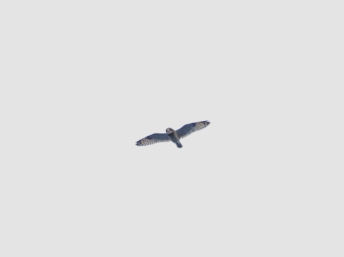 Kır Baykuşu - ML642615242