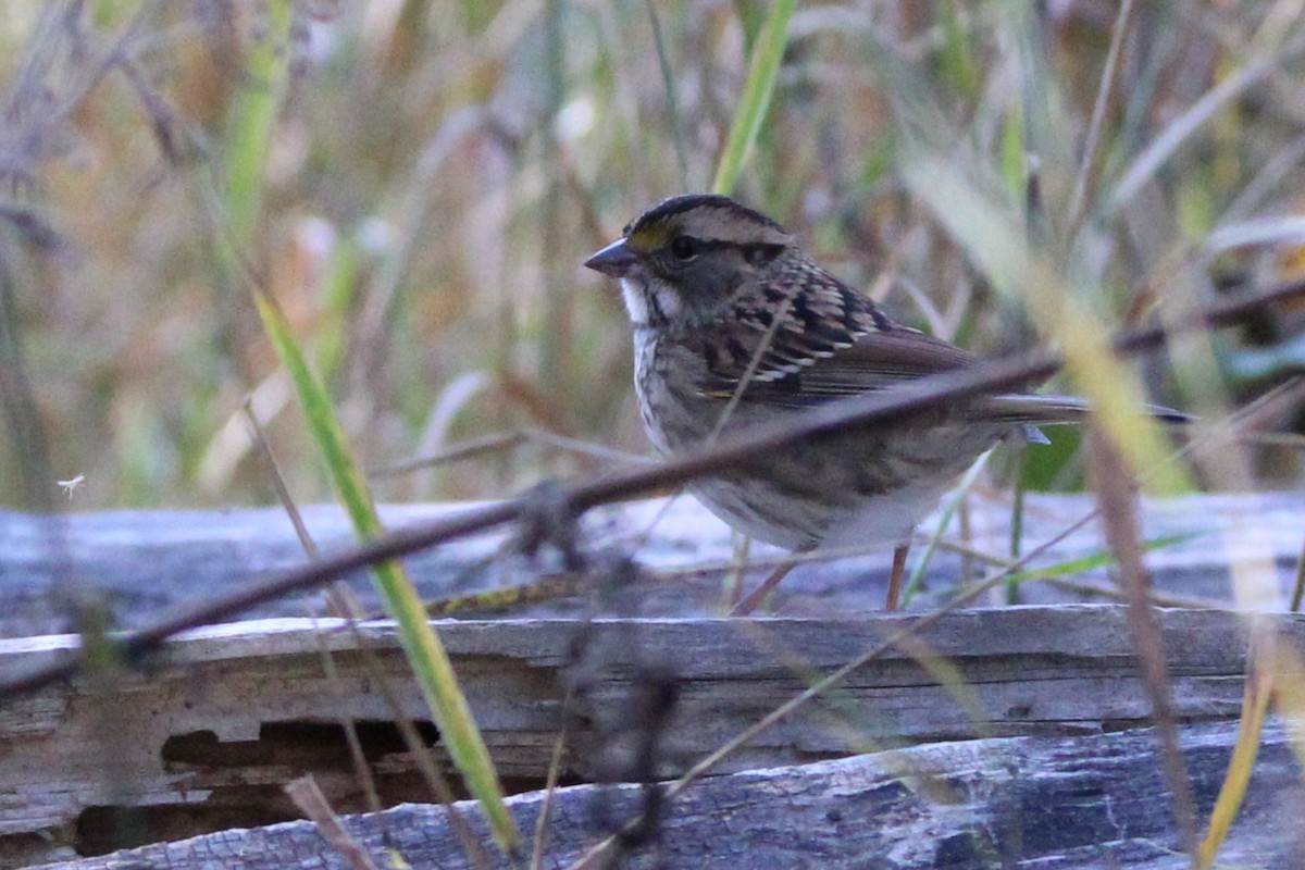 White-throated Sparrow - ML642615254
