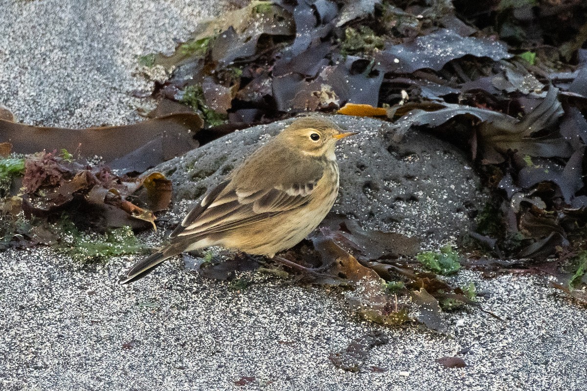 linduška tundrová - ML642615256