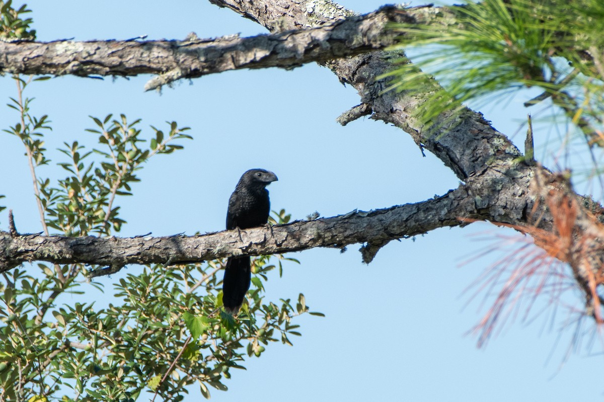 Groove-billed Ani - ML642615261