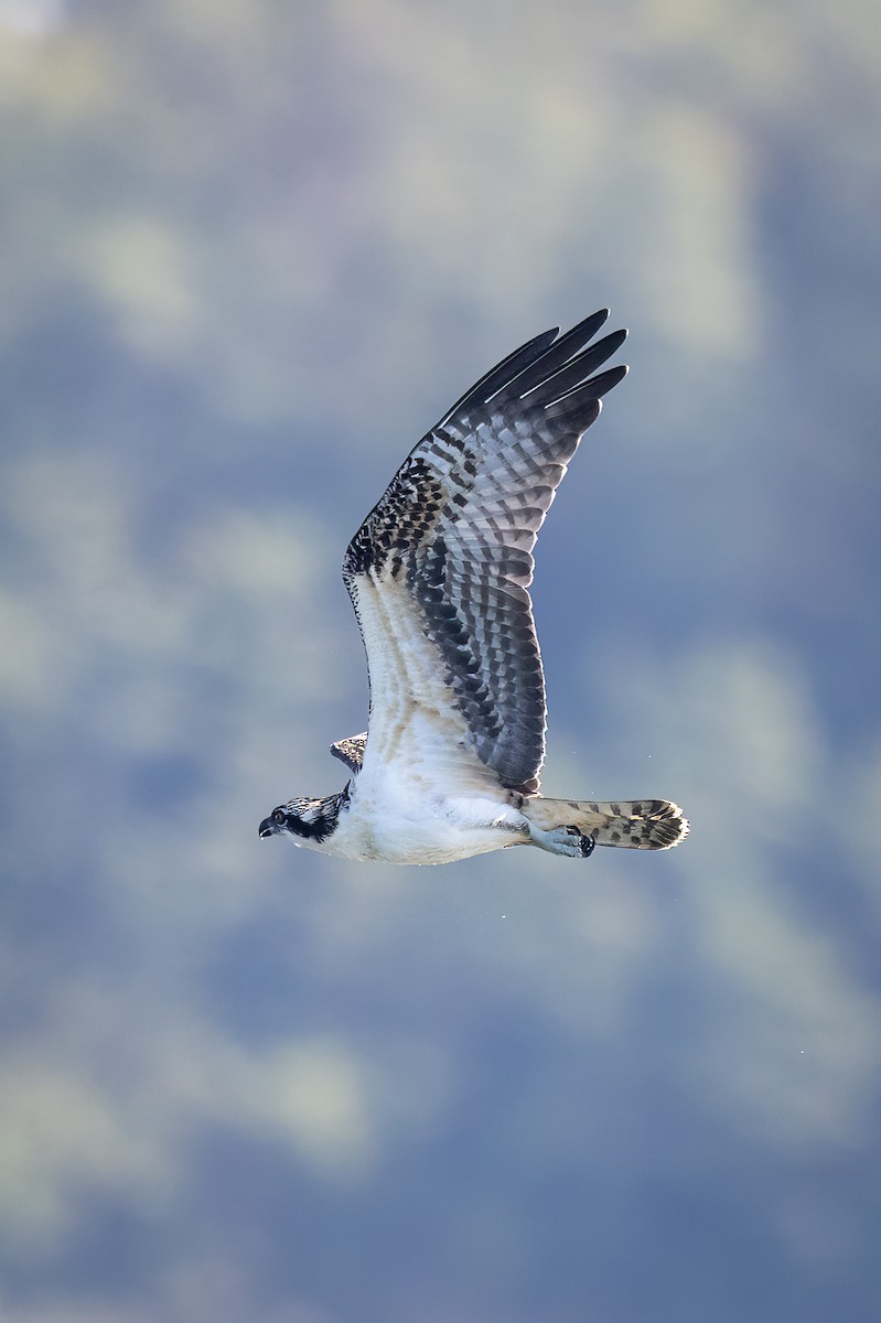 Osprey - ML642615262