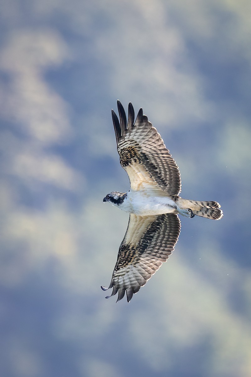 Osprey - ML642615263