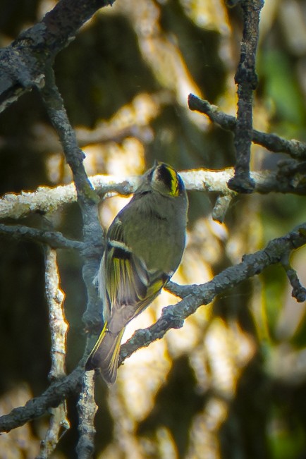 Roitelet à couronne dorée - ML642615266