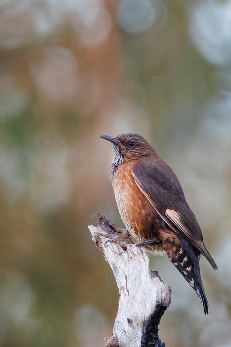 Black-tailed Treecreeper - ML642615267