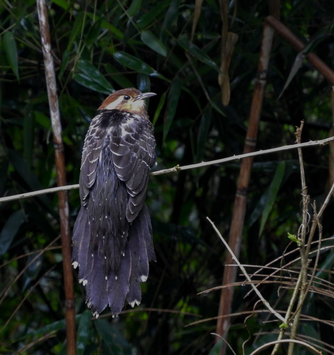 Pavonine Cuckoo - ML642615270