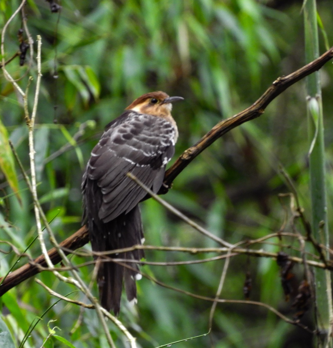 Pavonine Cuckoo - ML642615271