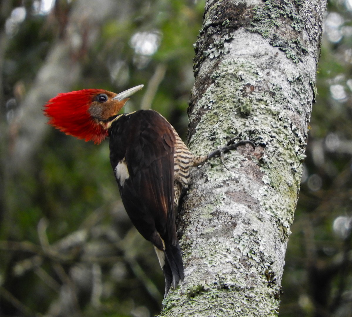 Helmeted Woodpecker - ML642615275