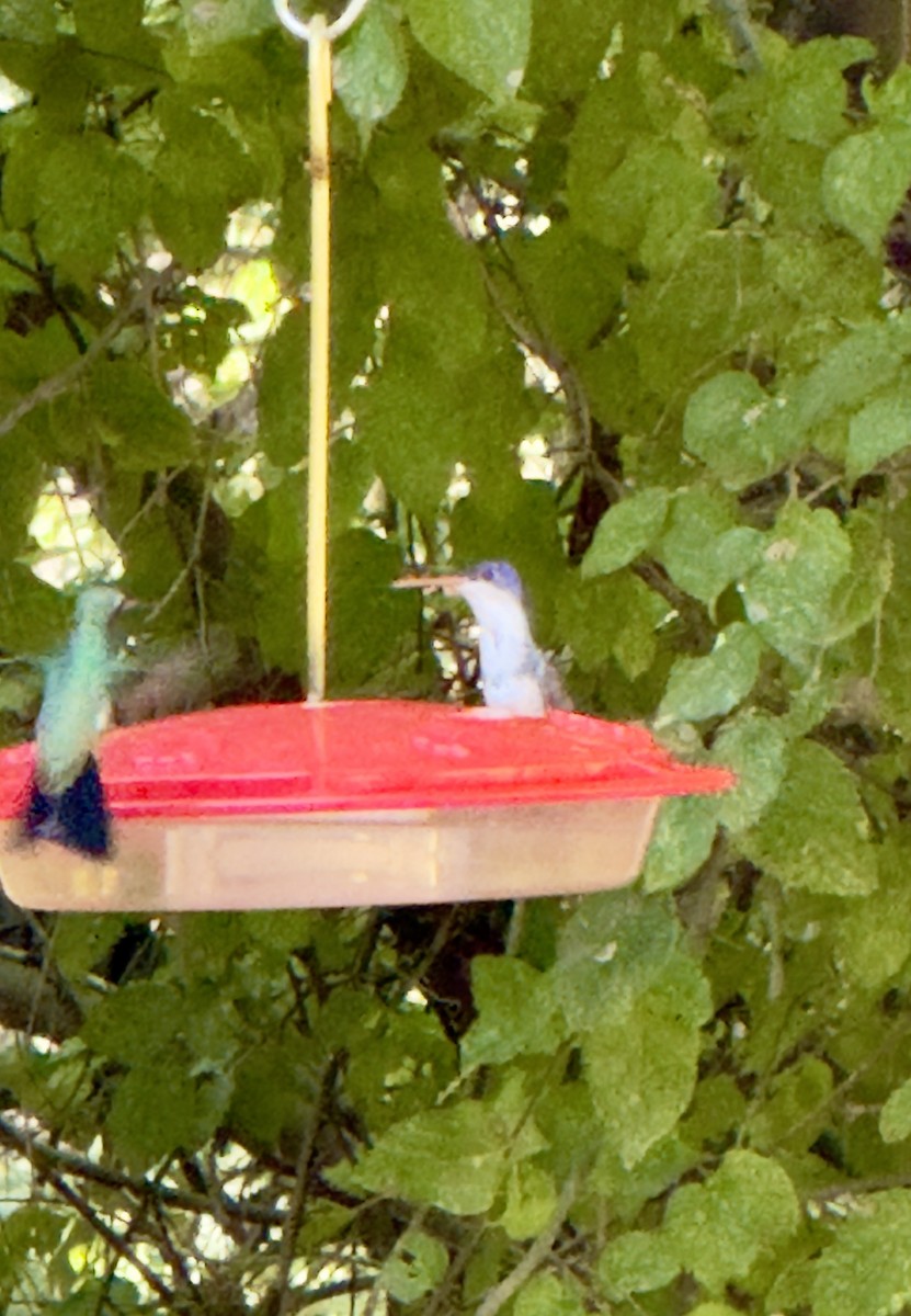 Violet-crowned Hummingbird - ML642615283