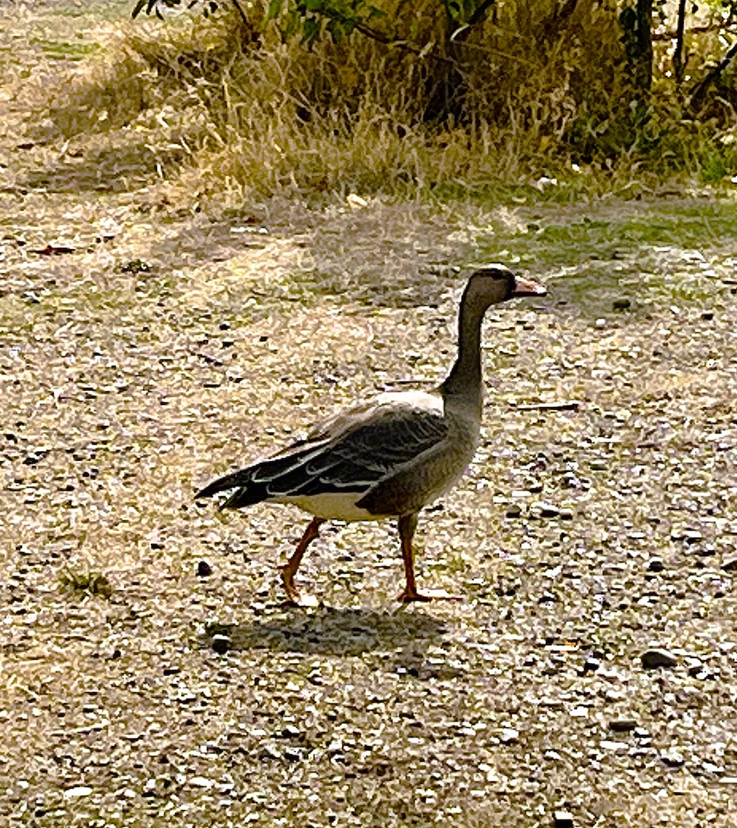 Greater White-fronted Goose - ML642615289