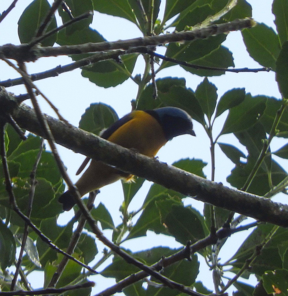 Golden-rumped Euphonia - ML642615296
