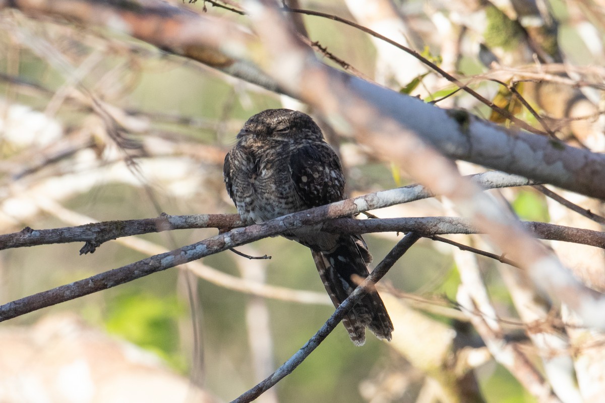 Ladder-tailed Nightjar - ML642615311