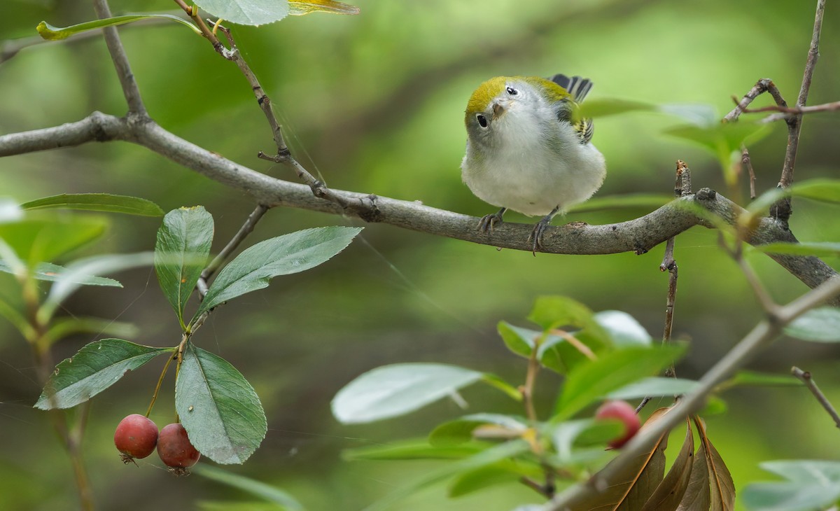 Chestnut-sided Warbler - ML642615316