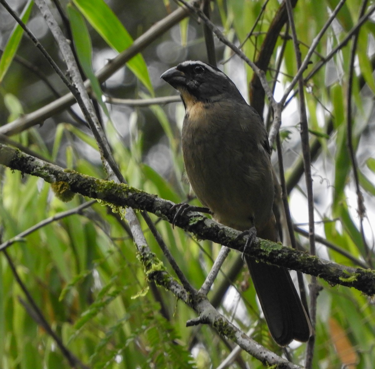 Thick-billed Saltator - ML642615317
