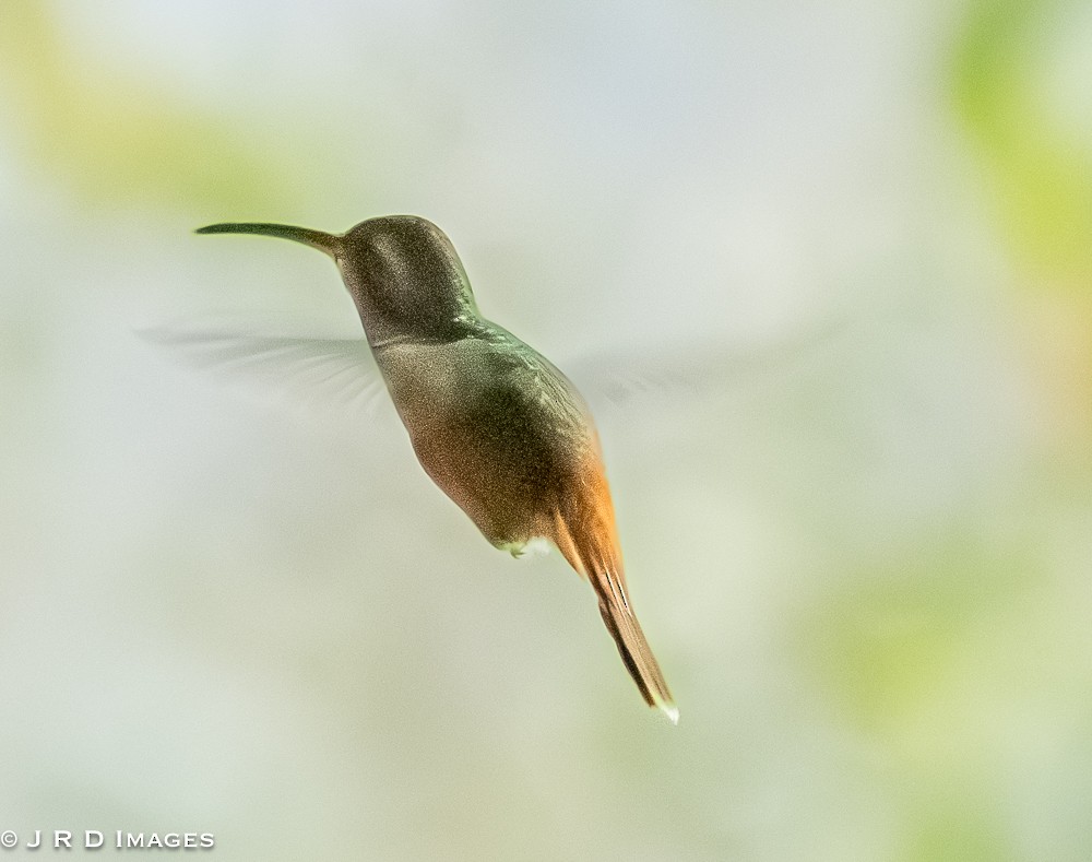 Reddish Hermit - ML642615326