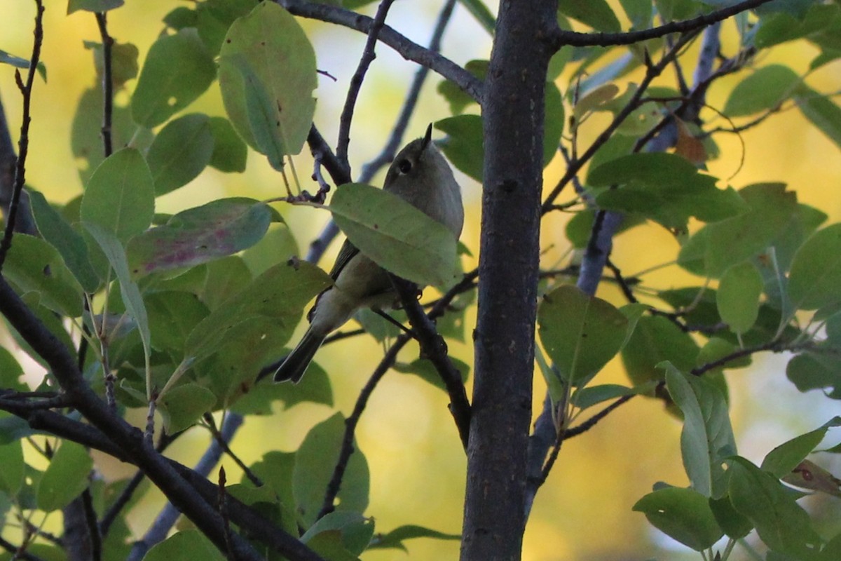 Ruby-crowned Kinglet - ML642615350