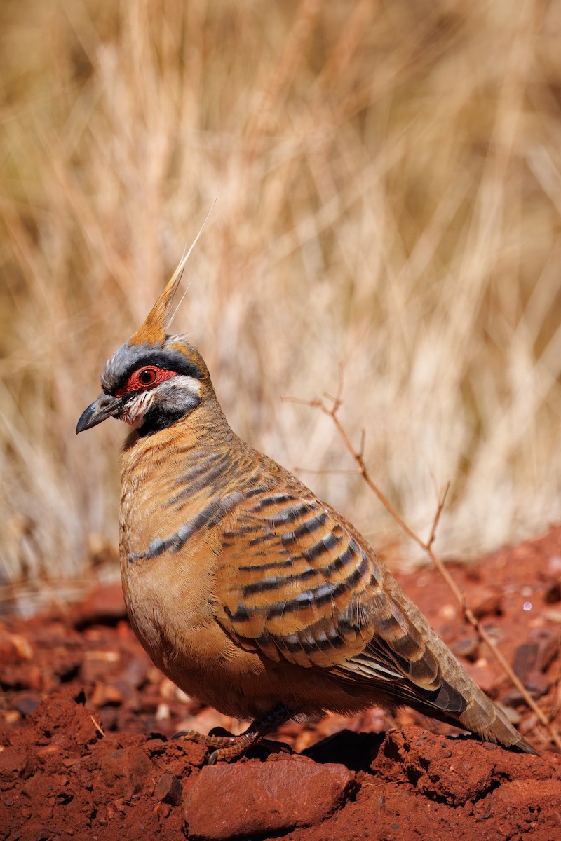 Spinifex Pigeon - ML642615365