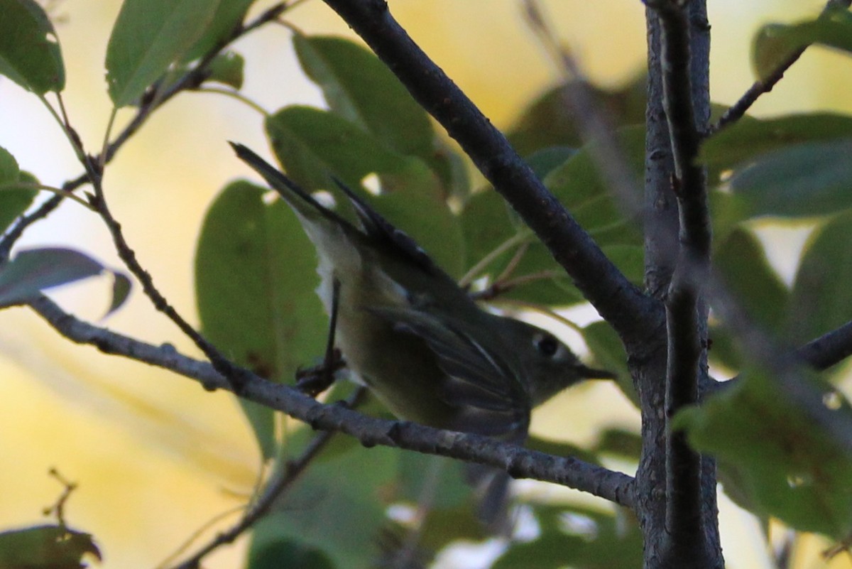 Ruby-crowned Kinglet - ML642615383