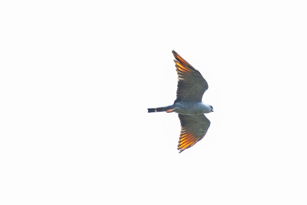 Plumbeous Kite - ML642615406