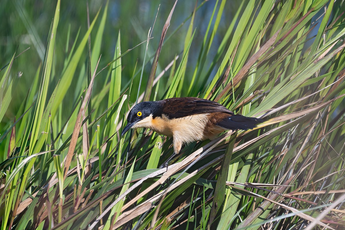 Black-capped Donacobius - ML642615419