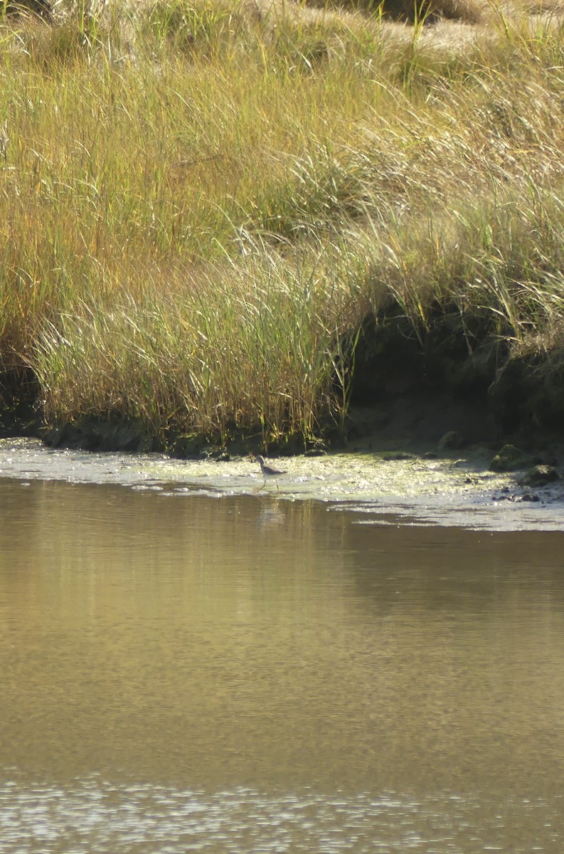 Lesser Yellowlegs - ML642615439