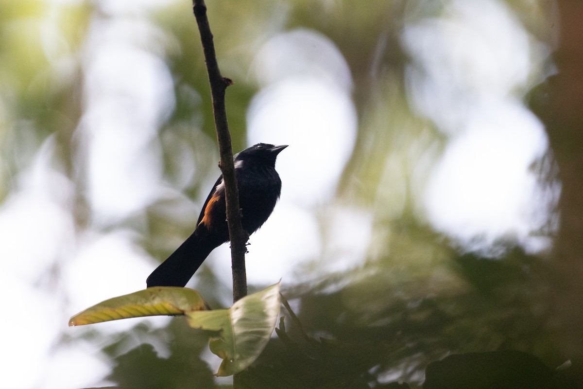 Fulvous-crested Tanager - ML642615441