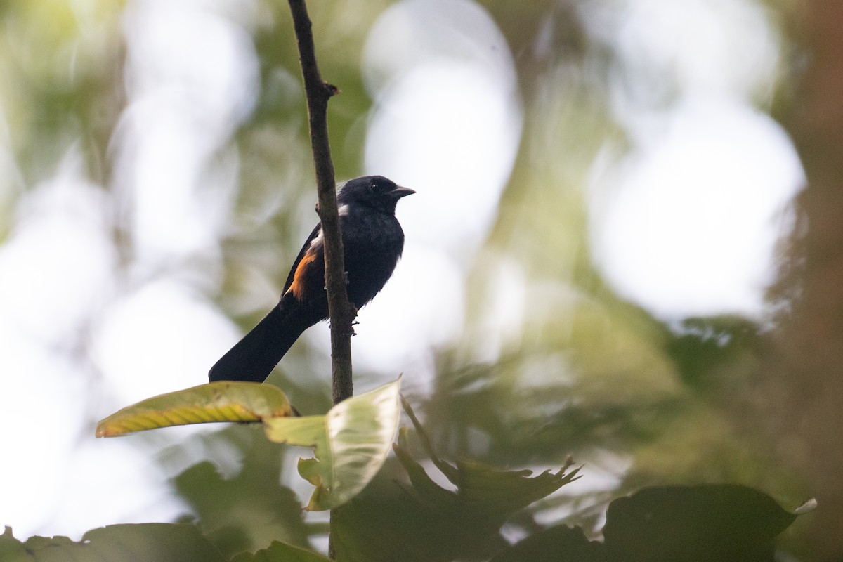 Fulvous-crested Tanager - ML642615442