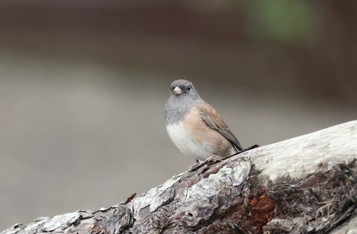 Dark-eyed Junco - ML642615446