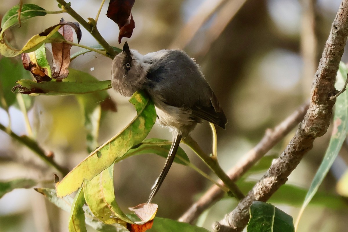 Bushtit - ML642615458