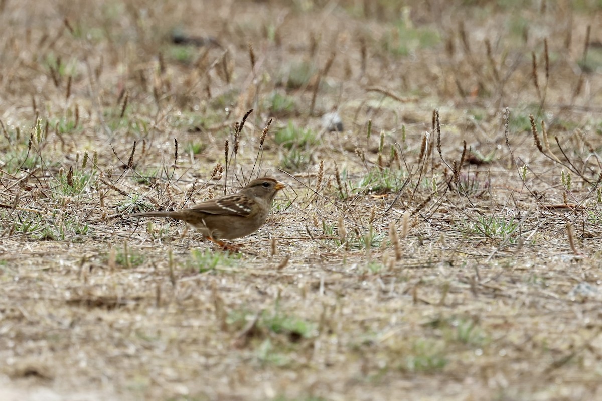White-crowned Sparrow (Yellow-billed) - ML642615470