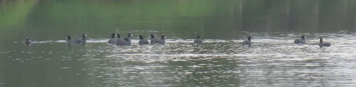 American Coot - ML642615473