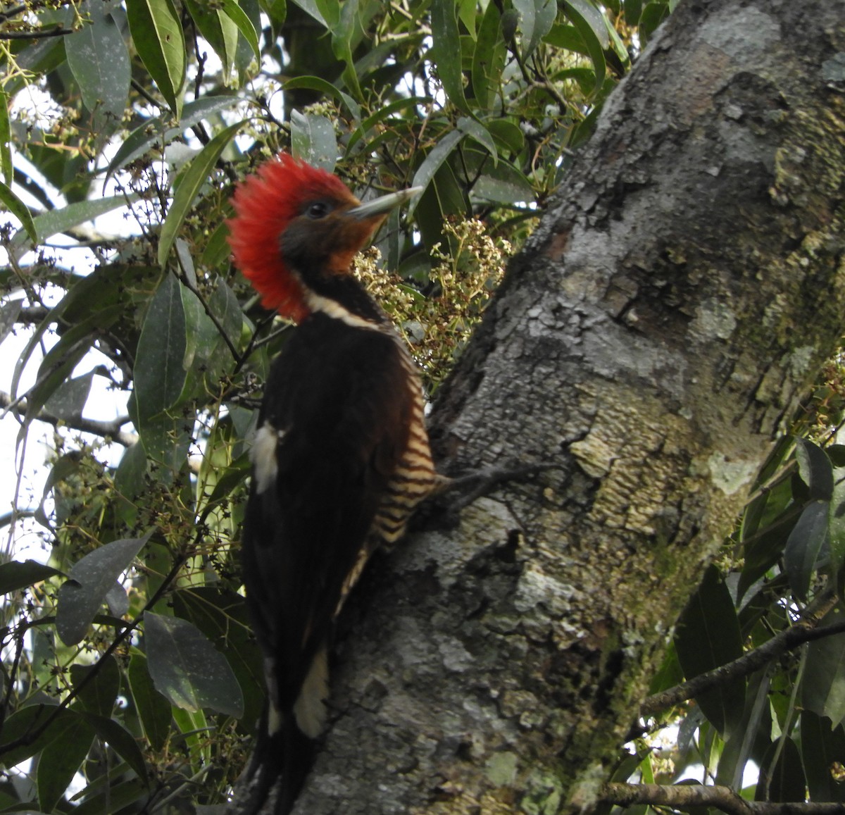 Helmeted Woodpecker - ML642615477