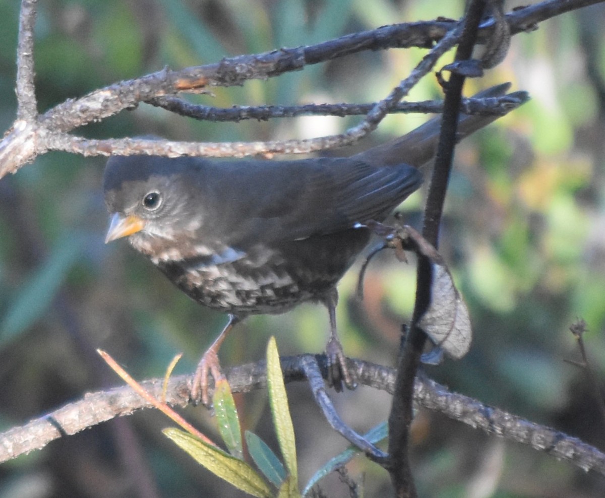Fox Sparrow (Sooty) - ML642615482