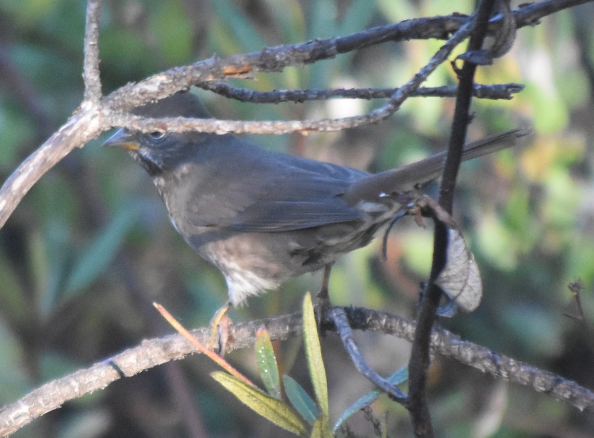 Fox Sparrow (Sooty) - ML642615483