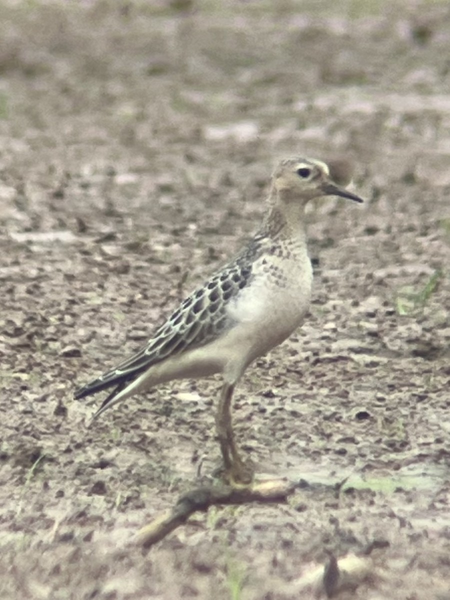 Buff-breasted Sandpiper - ML642615490