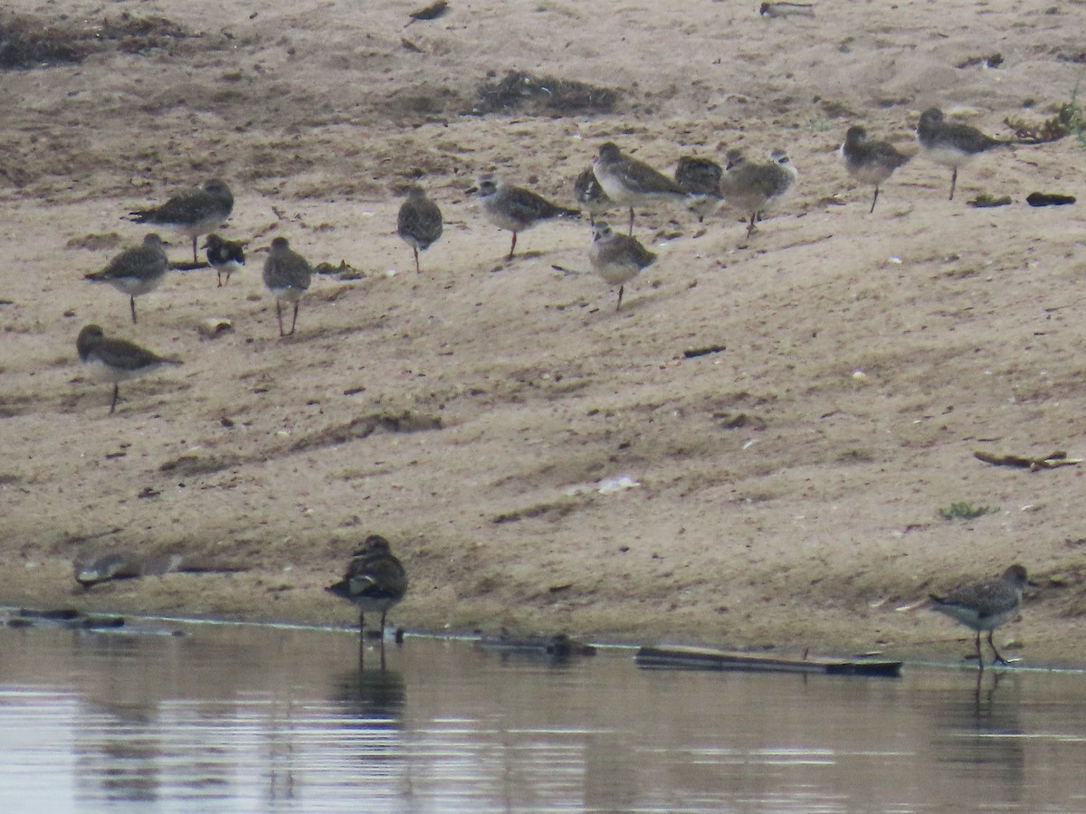 Black-bellied Plover - ML642615491