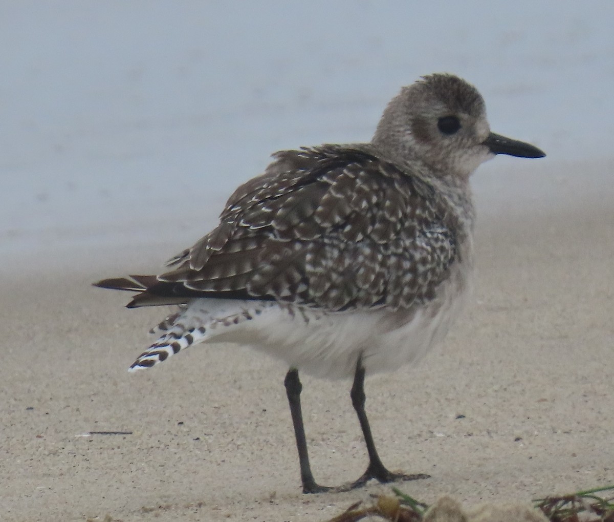 Black-bellied Plover - ML642615503