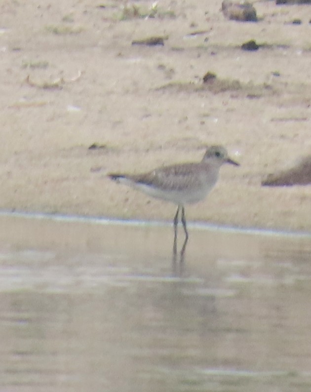 Black-bellied Plover - ML642615506
