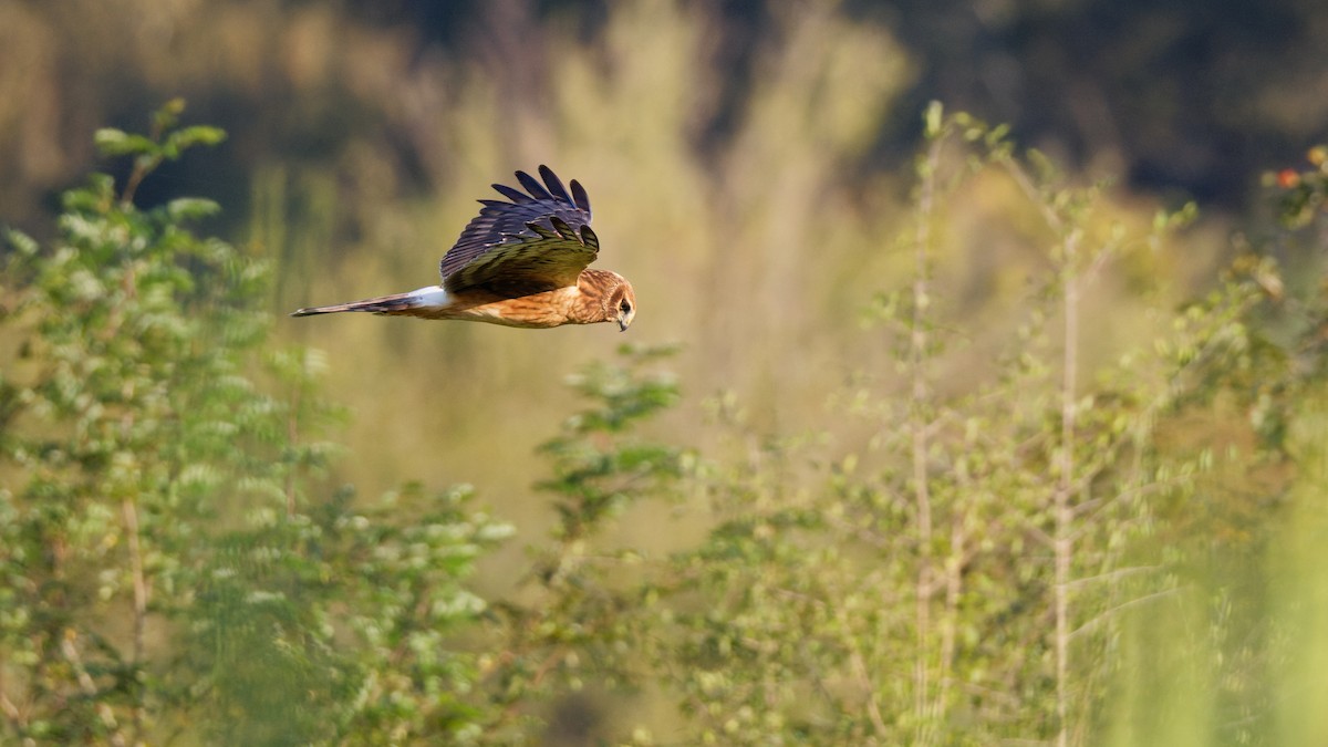 Northern Harrier - ML642615510