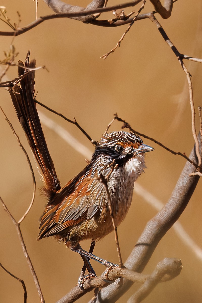 Pilbara Grasswren - ML642615520