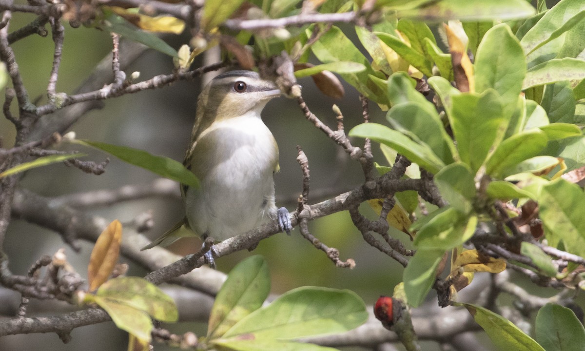 Red-eyed Vireo - ML642615538