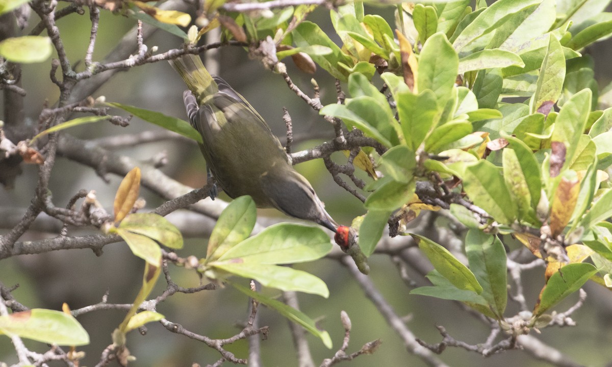 Red-eyed Vireo - ML642615539
