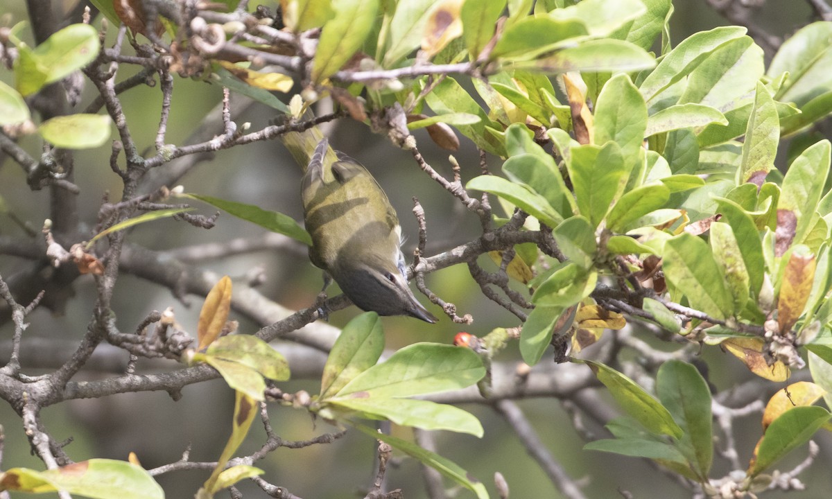 Red-eyed Vireo - ML642615540