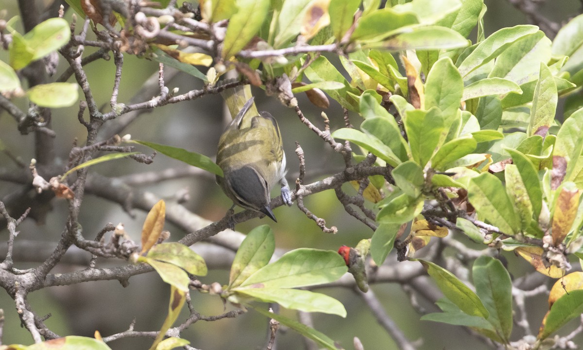 Red-eyed Vireo - ML642615541
