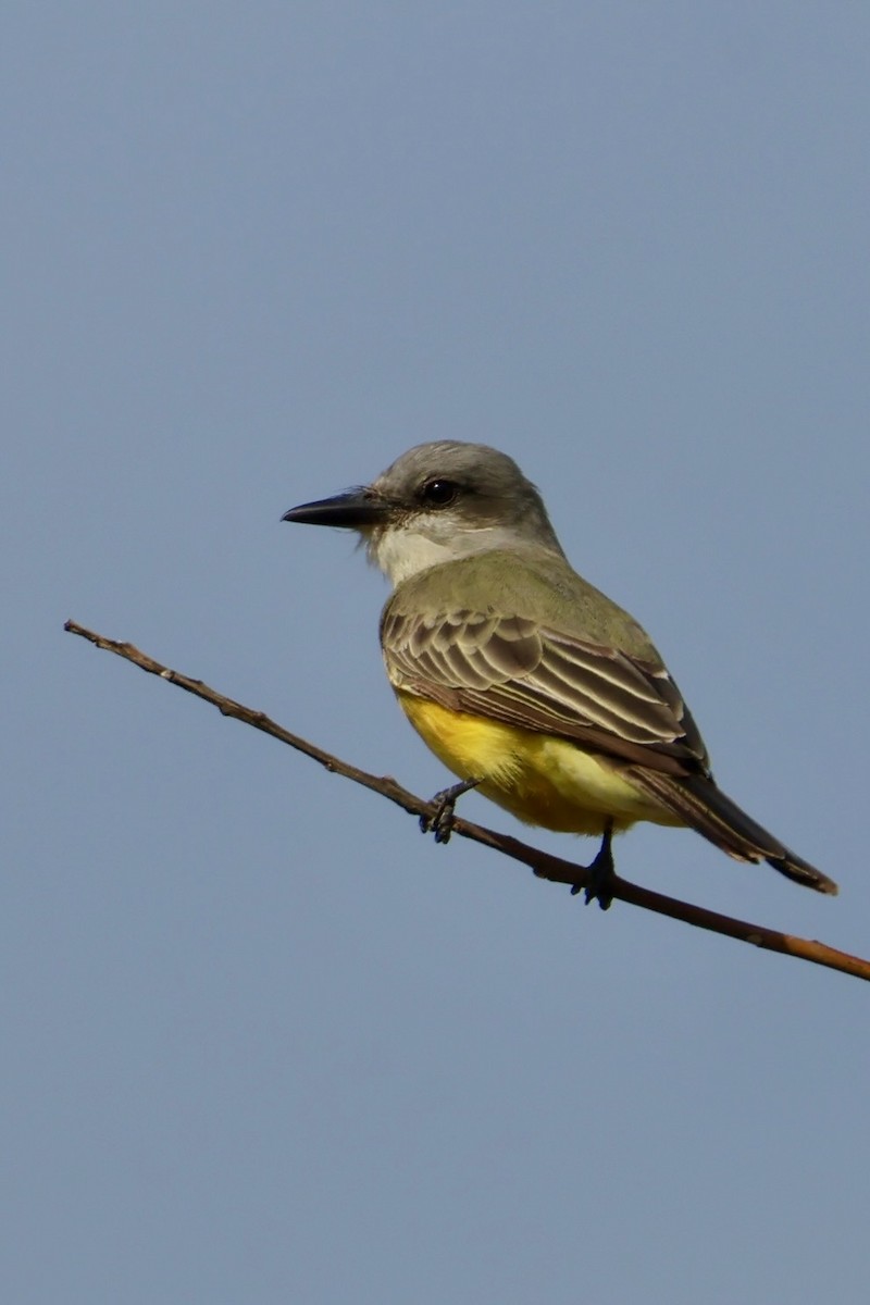 Tropical Kingbird - ML642615553