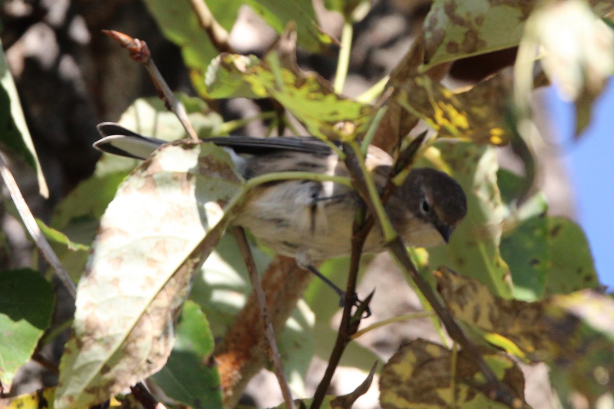 Yellow-rumped Warbler - ML642615563