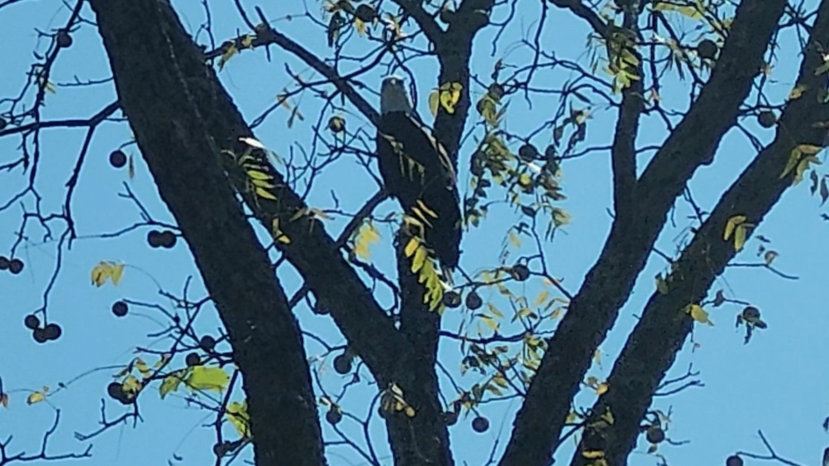 Bald Eagle - ML642615572