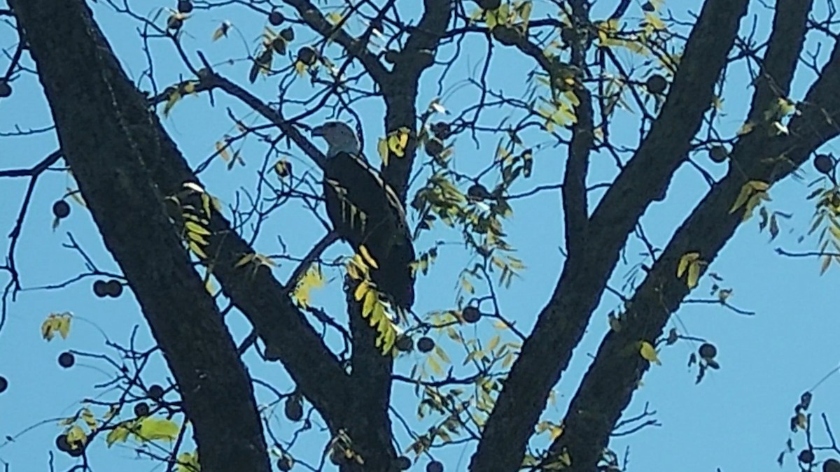 Bald Eagle - ML642615573