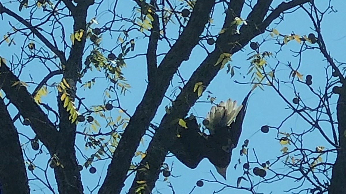 Bald Eagle - ML642615574