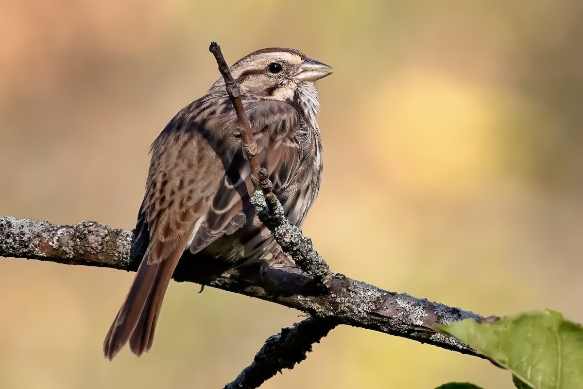 Song Sparrow - ML642615576